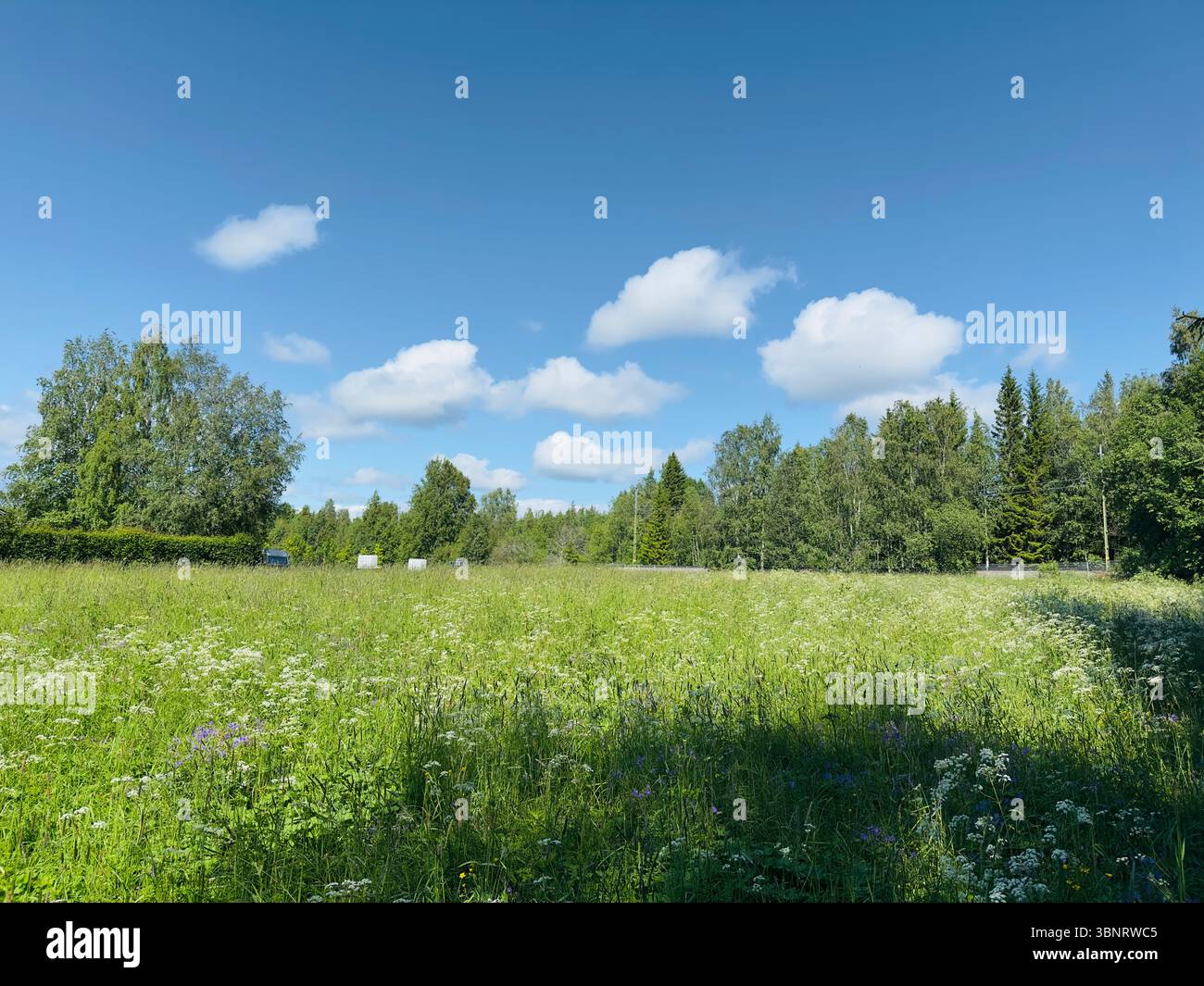 Eine lebhafte grüne Wiese mit weißen Wildblumen unter einem hellblauen Himmel an einem sonnigen Tag. Stockfoto