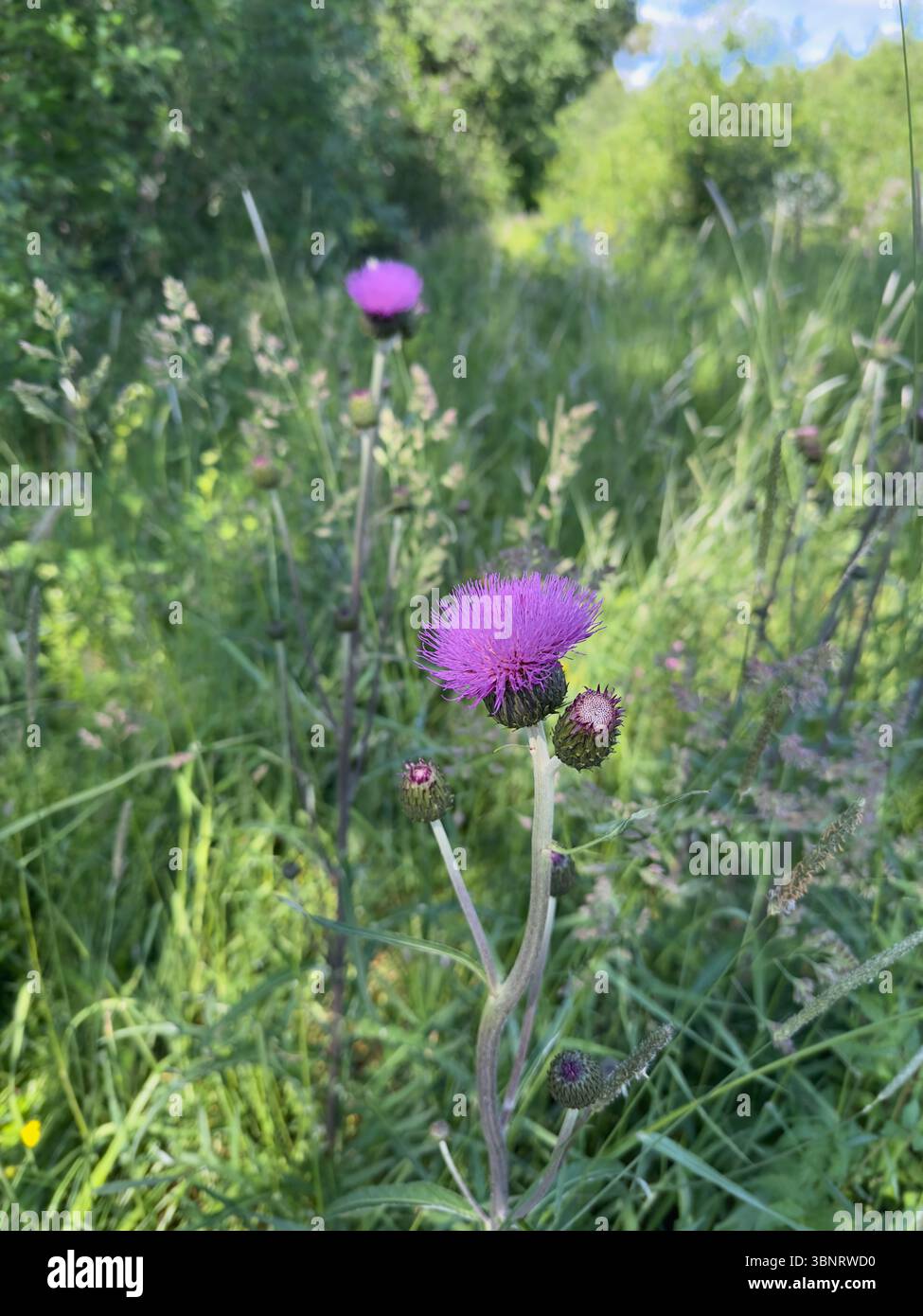 Eine wunderschöne Nahansicht einer lila Distelblume in einem üppigen grünen Feld. Stockfoto