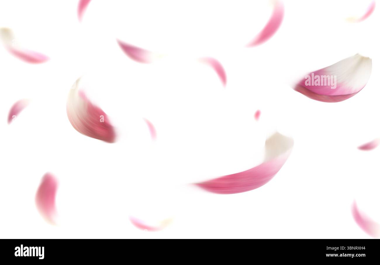 Weiche rosafarbene Lotusblätter, die auf einem sauberen weißen Hintergrund schweben und fallen, für romantische Schönheit oder Spa-Design Stockfoto