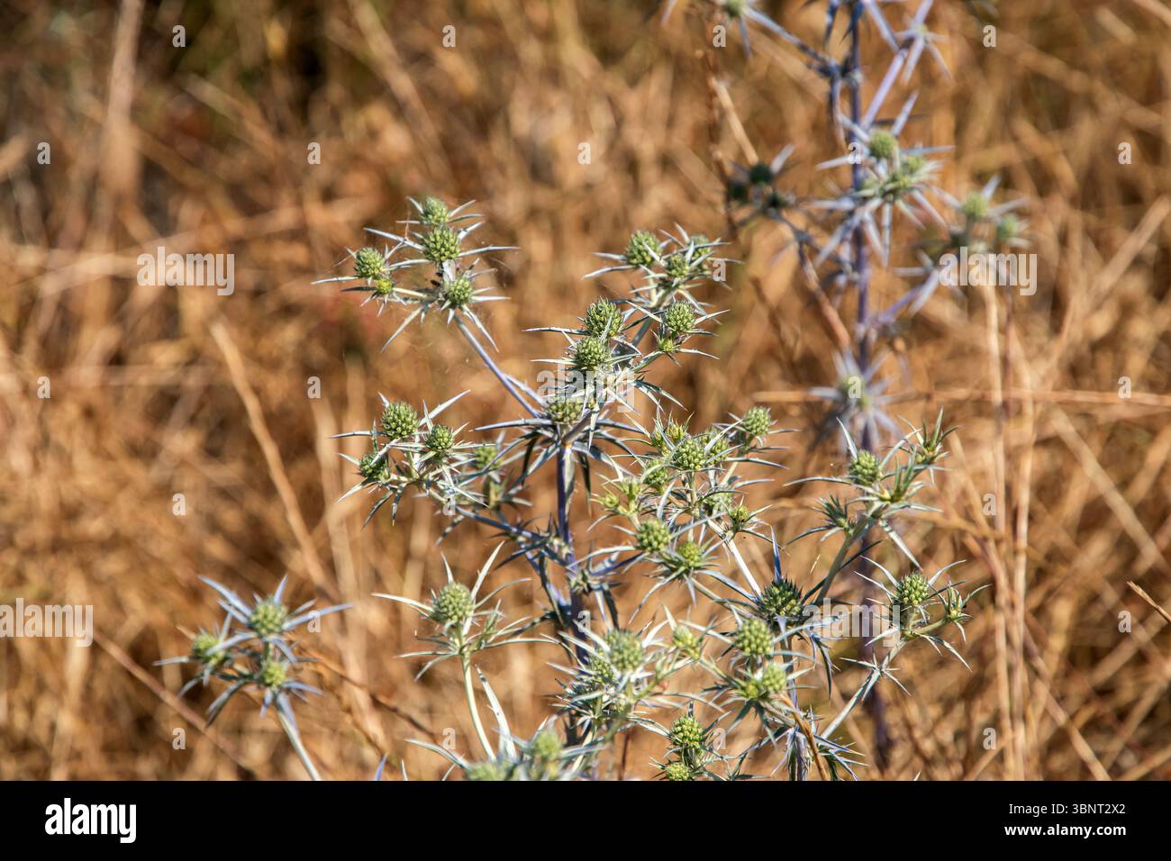 Helle, stachelige Eryngium Campestre Disteln zwischen goldenem Wildweizen am Meer, Nahaufnahme als natürlicher Sandstrand Stockfoto