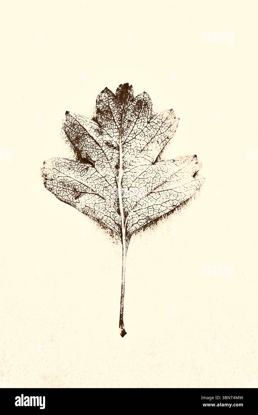 Graphische Sepia-Imaghe des Einblattes des Weißdorns Stockfoto