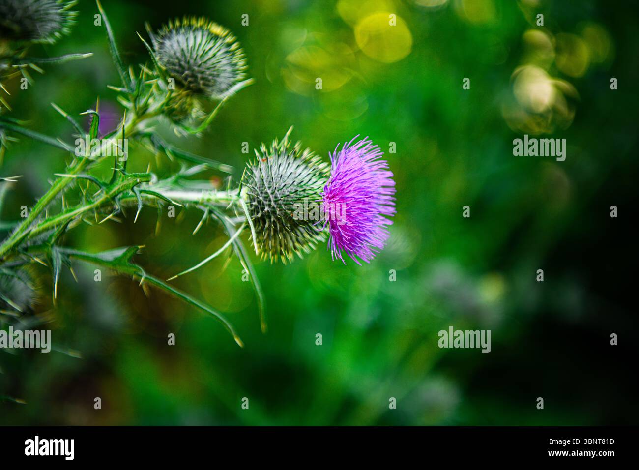 Thistle in ihrem natürlichen Wildhabitat Stockfoto
