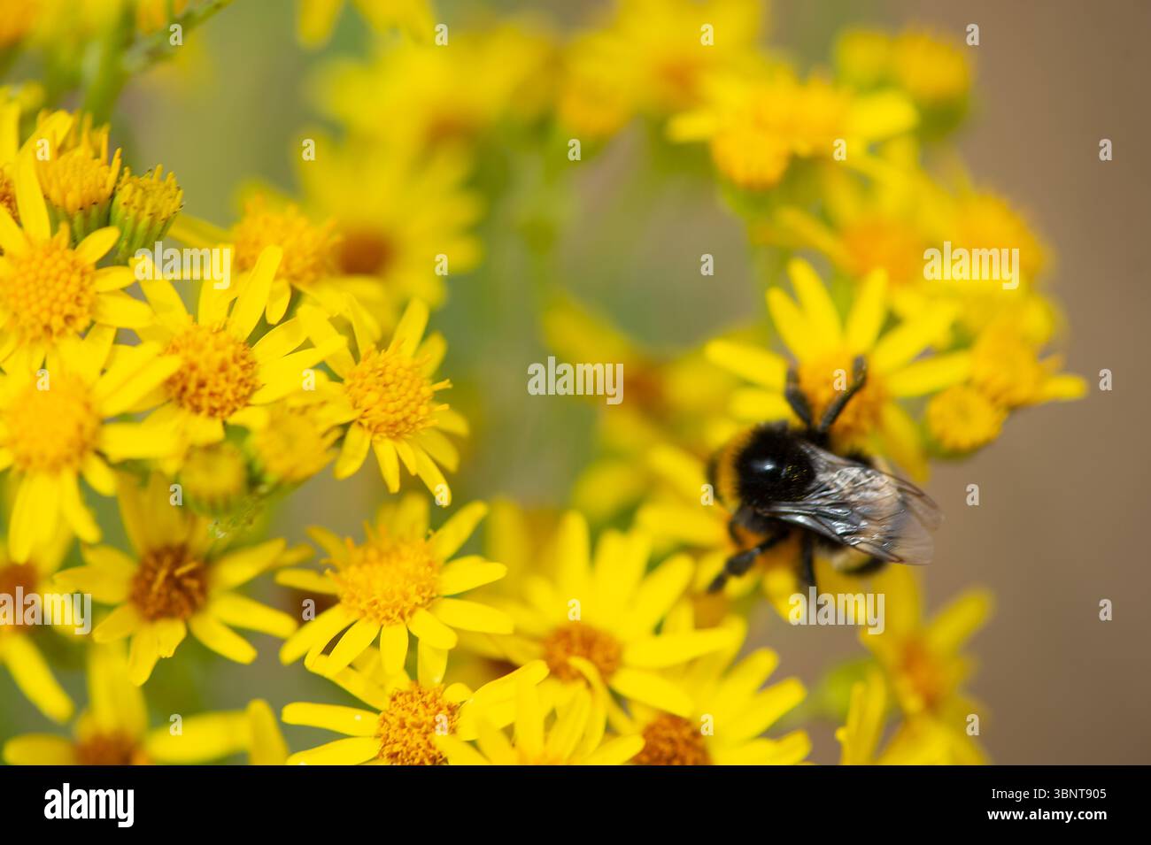 Dorney, Buckinghamshire, Großbritannien. Juli 2025. Ein Bestäuber sammelt an einem anderen heißen Tag Nektar von einer Ragkrautblume auf einem Feld in Dorney, Buckinghamshire, als Nahrungsquellen für Bestäuber nach Wochen mit sehr wenig Regen trocknen. Quelle: Maureen McLean/Alamy Live News Stockfoto