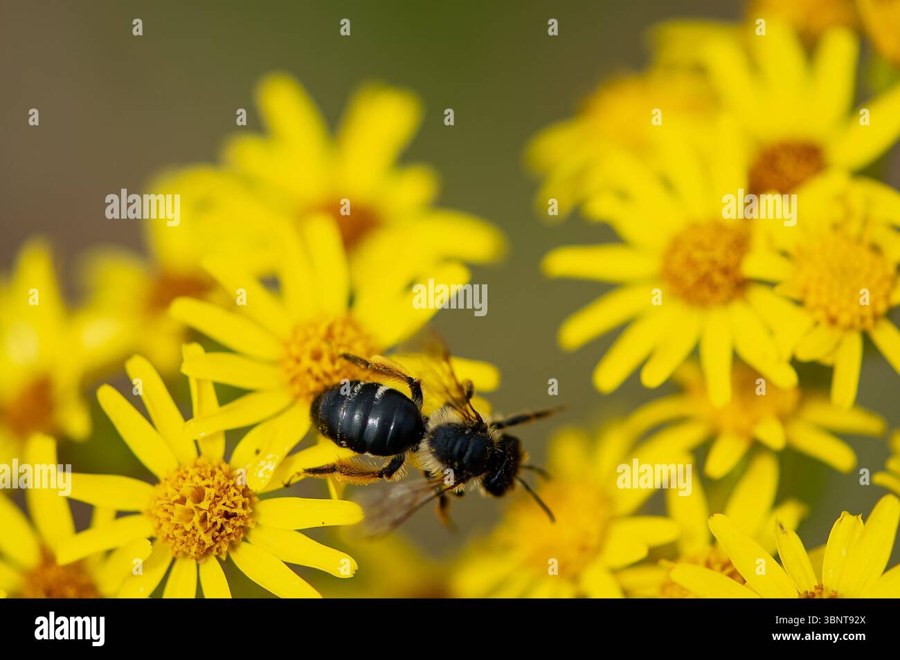 Dorney, Buckinghamshire, Großbritannien. Juli 2025. Ein Bestäuber sammelt an einem anderen heißen Tag Nektar von einer Ragkrautblume auf einem Feld in Dorney, Buckinghamshire, als Nahrungsquellen für Bestäuber nach Wochen mit sehr wenig Regen trocknen. Quelle: Maureen McLean/Alamy Live News Stockfoto