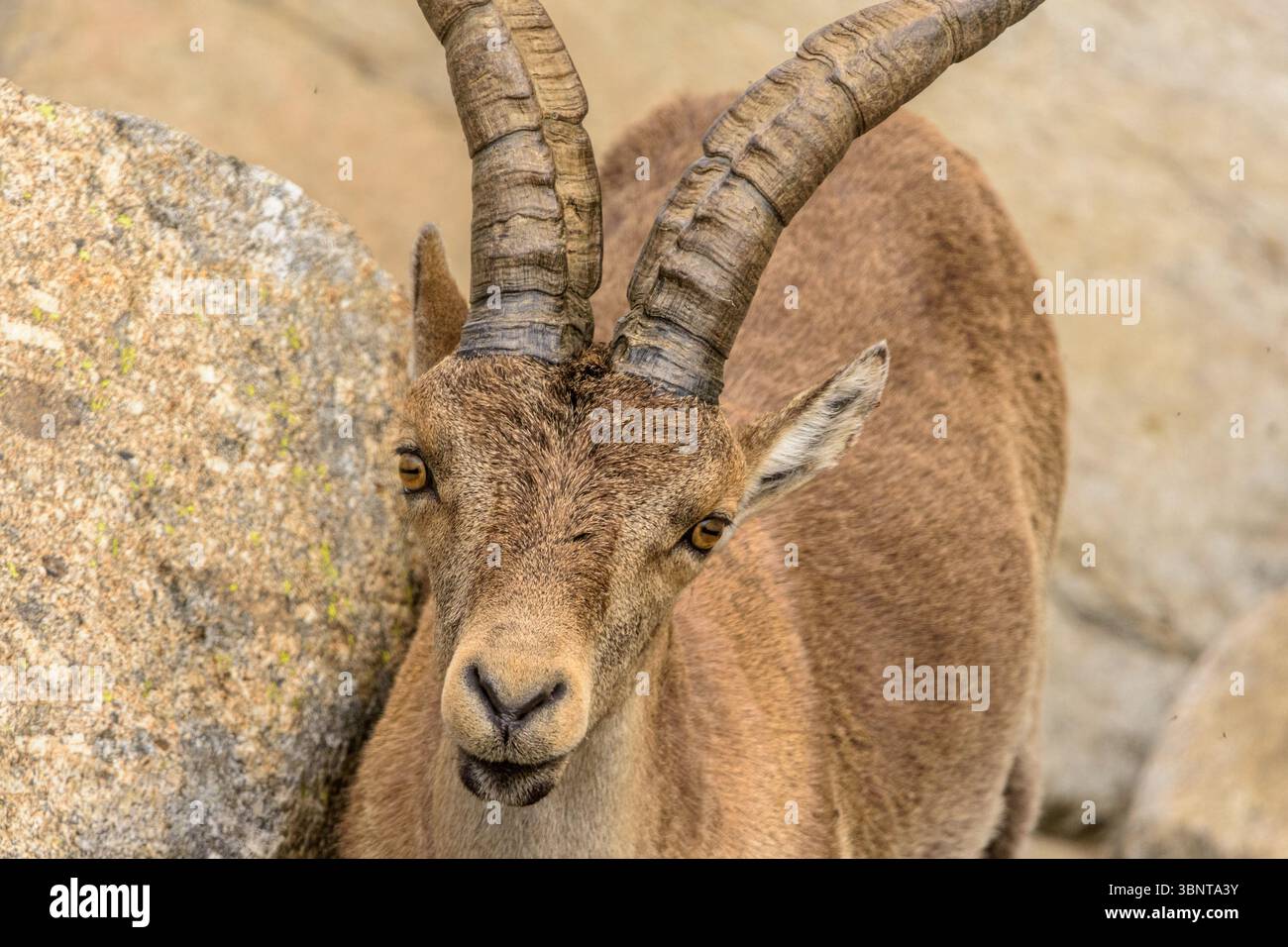 Ein wilder Iberischer Steinbock (Capra pyrenaica) mit beeindruckenden Hörnern, gefangen im zerklüfteten Gelände der Sierra de Gredos, Spanien, ein Symbol der Bergwelt. Stockfoto