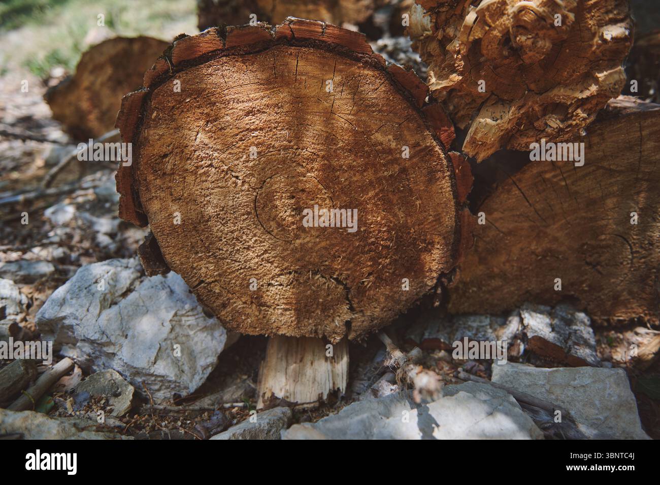 Detaillierte Ansicht der konzentrischen Baumringe in einem geschnittenen Stamm mit natürlichen Mustern und Texturen, die in der Wildnis bei Sonnenlicht erfasst werden. Hochl Stockfoto