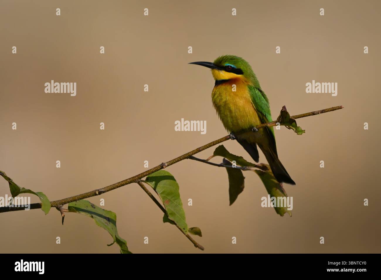 Kleiner Bienenfresser mit Katzenlicht auf Blattzweig Stockfoto