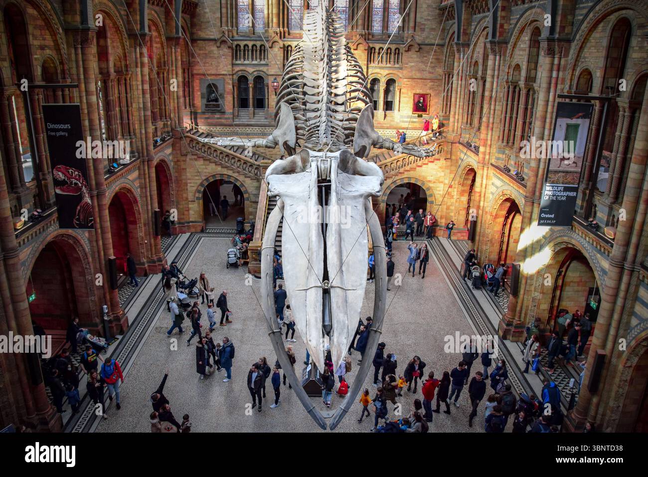 Blauwal-Skelett im Naturkundemuseum Stockfoto