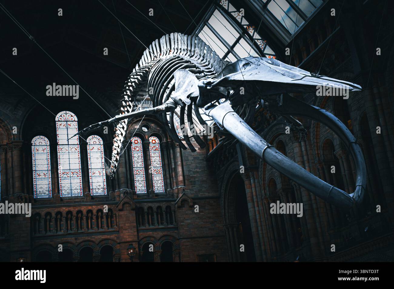 Blauwal-Skelett im Naturkundemuseum Stockfoto