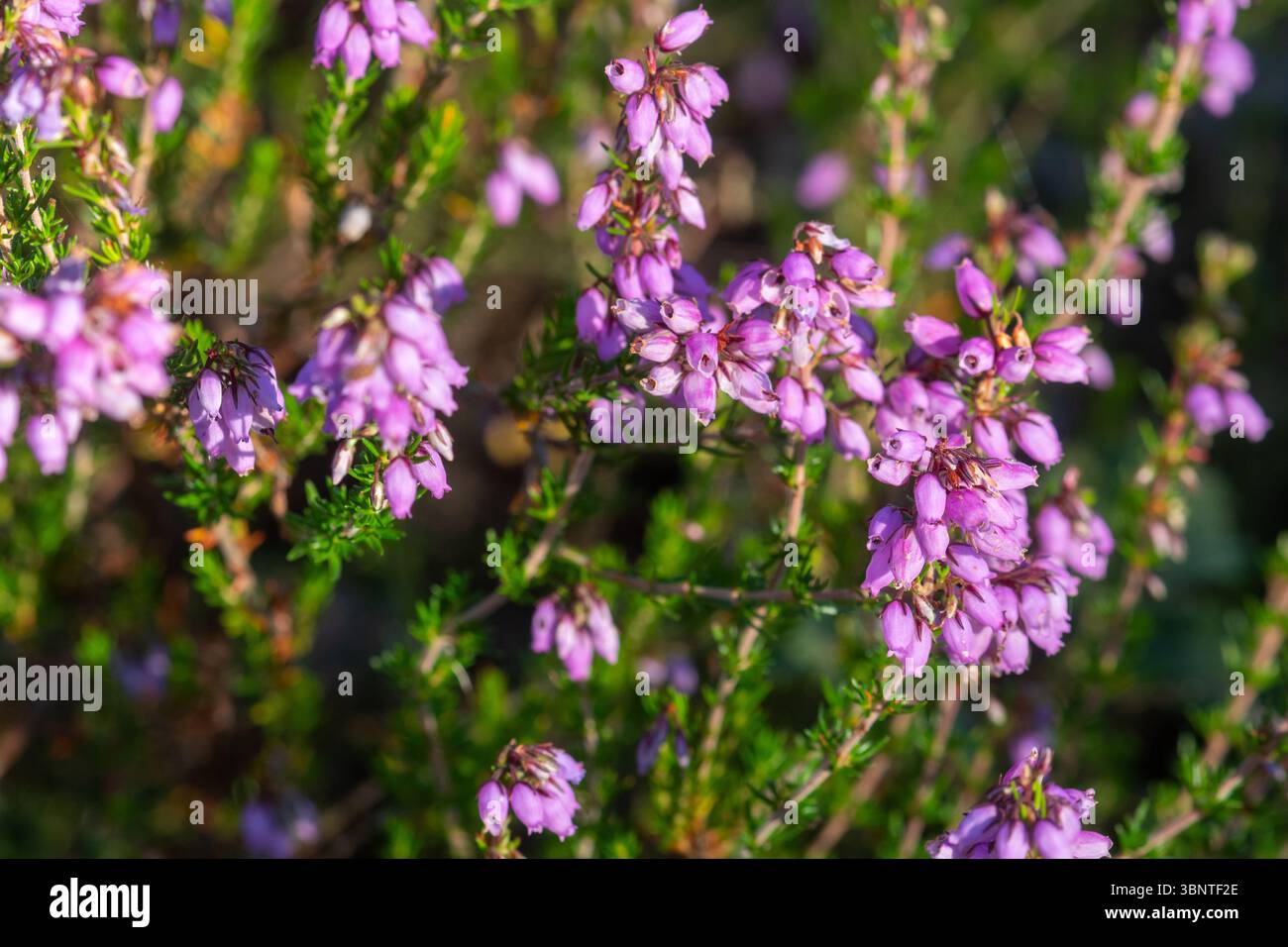 Glockenheidekraut (Erica cinerea), violett-rosa blühende Pflanze auf Tieflandheide im Sommer, Surrey, England, Vereinigtes Königreich Stockfoto