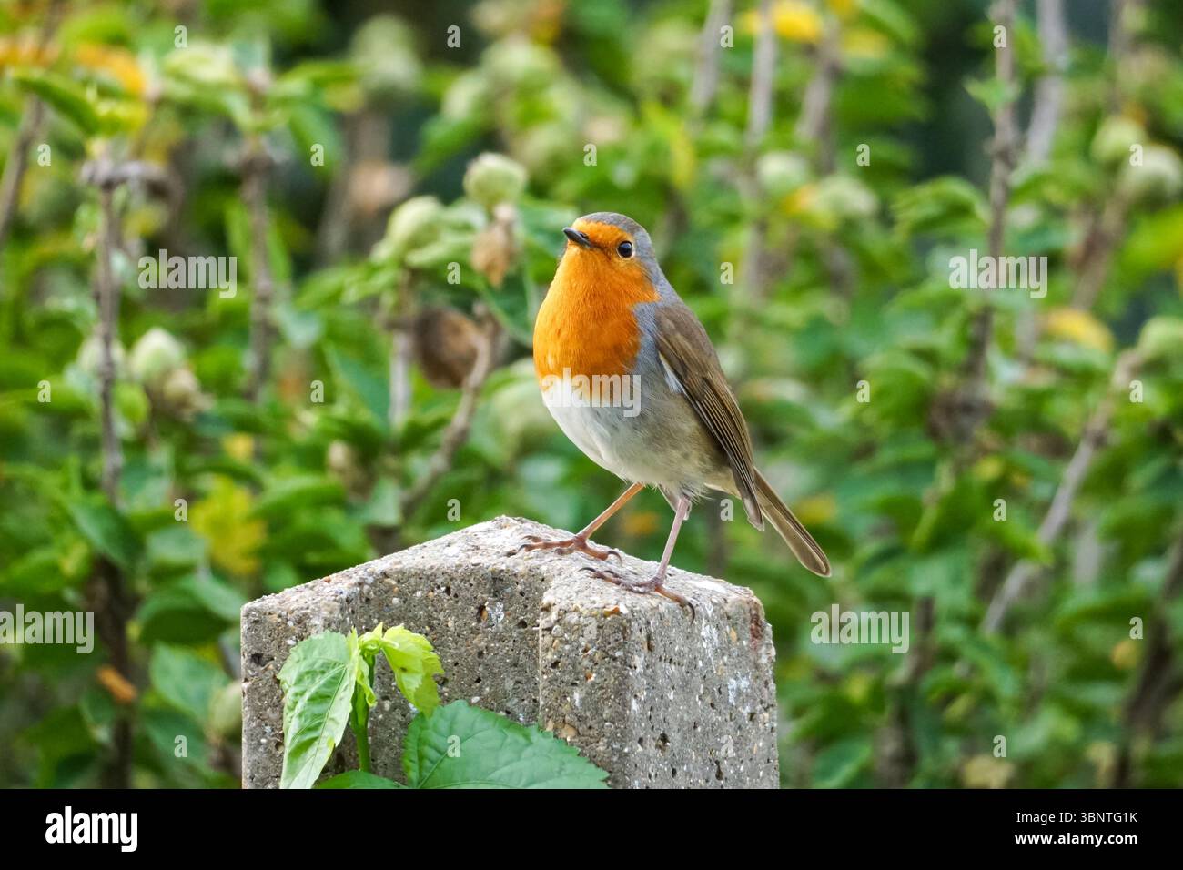 Europäischer Rotkehlchen, Erithacus rubecula, hockt in einem Garten Stockfoto