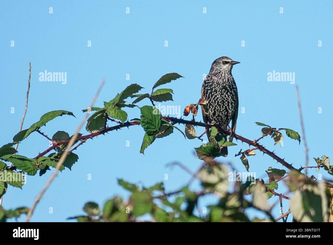Häufige Sternchen, die auf einem blackberry-Zweig sitzen Stockfoto