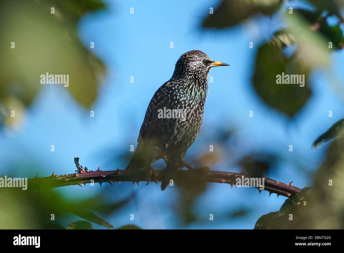 Häufige Sternchen, die auf einem blackberry-Zweig sitzen Stockfoto