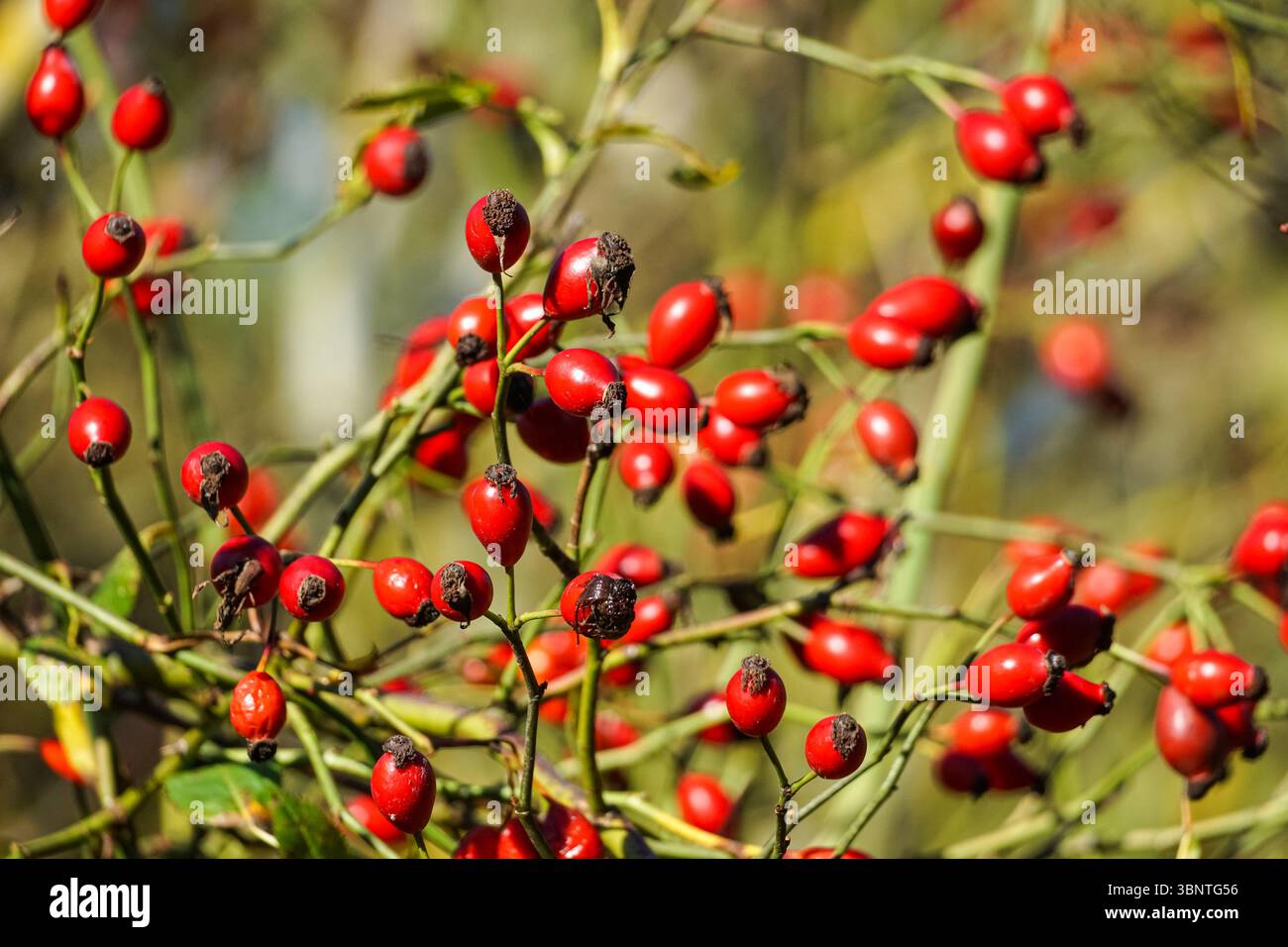 Rote Rose Hüften Beeren auf einem Hund Rosenstrauch, Rosa canina, Essex UK Stockfoto