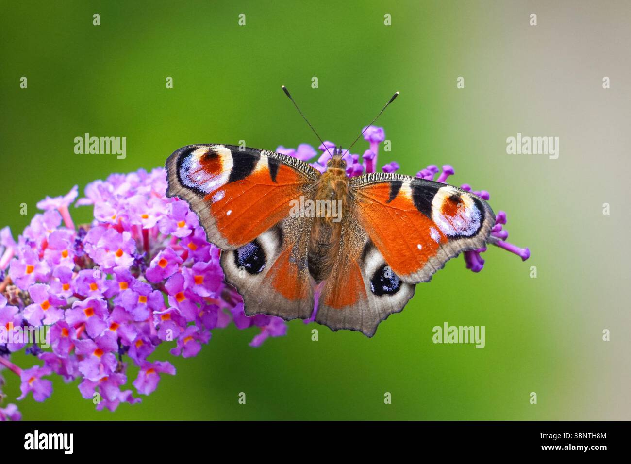 Pfauenfalter, der sich von Buddleia-Blumen ernährt Stockfoto