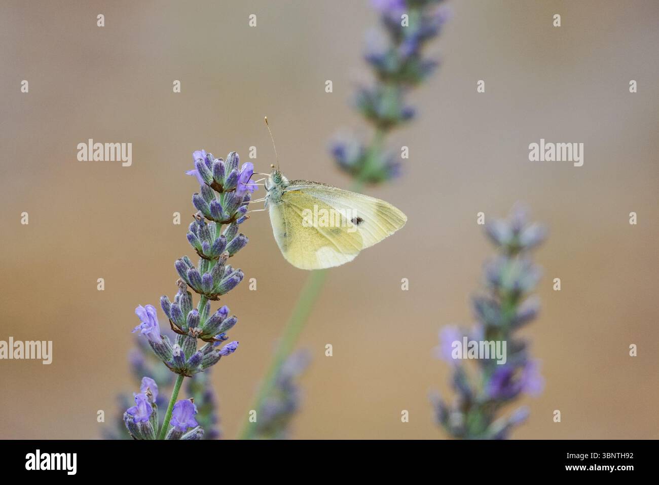 Kleiner weißer Schmetterling, der sich von Lavendelblüten ernährt Stockfoto