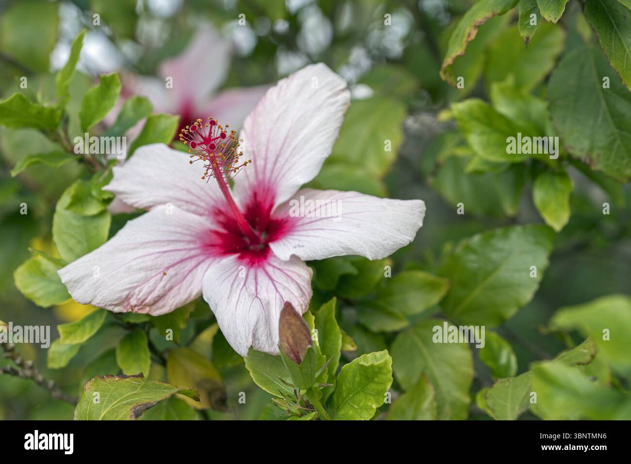 Israel, Hibiscus syriacus, syrische Ketmia, koreanischer Hibiscus; Straucheibisch, Syrischer Eibisch, Hibiskus Stockfoto