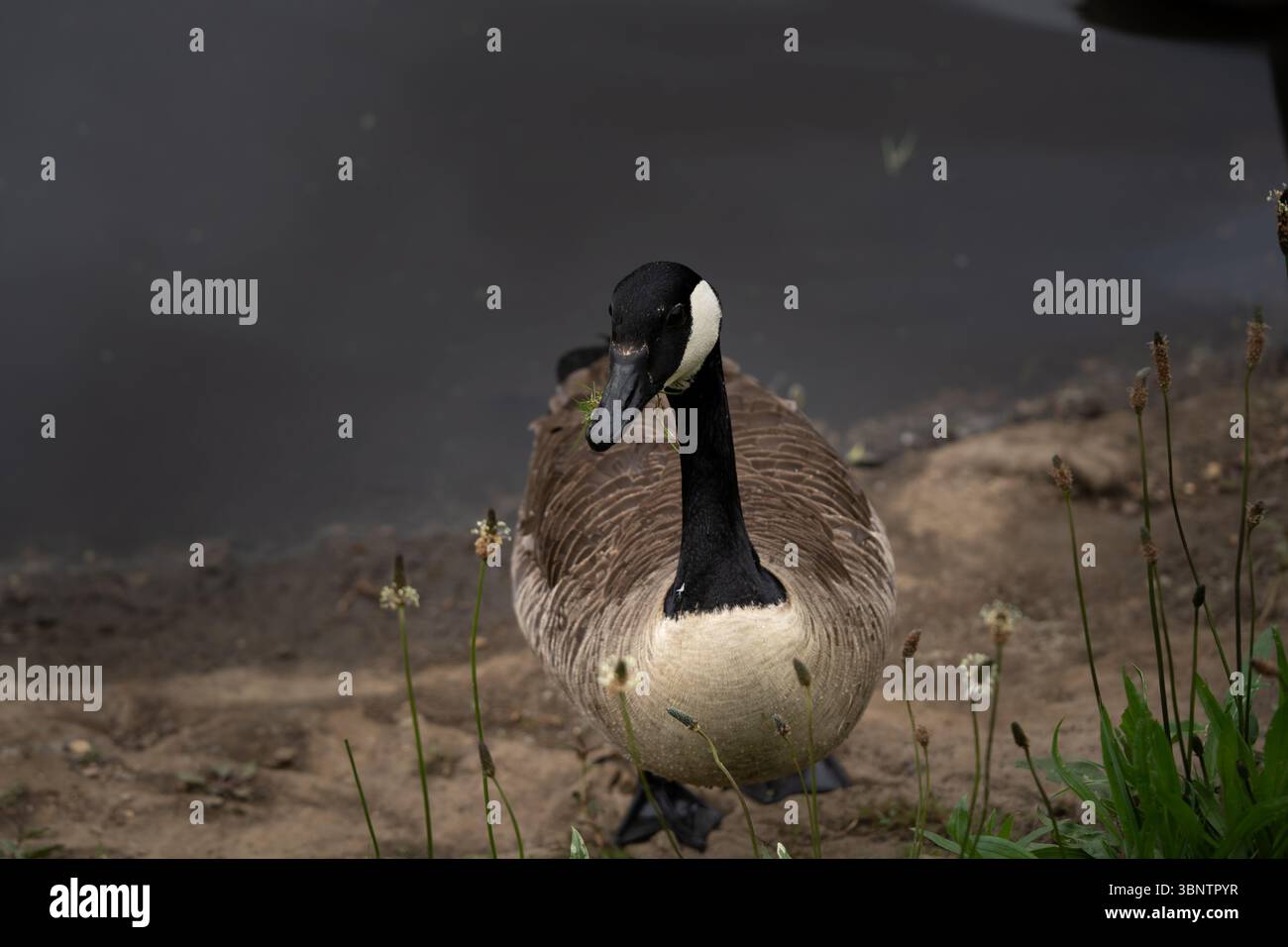 Eine Kanadas-Gans (Branta canadensis), die friedlich auf üppig grünem Gras in ihrem natürlichen Lebensraum weidet. Nahaufnahme. Stockfoto