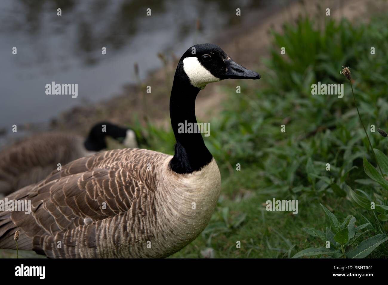 Eine Kanadas-Gans (Branta canadensis), die friedlich auf üppig grünem Gras in ihrem natürlichen Lebensraum weidet. Nahaufnahme. Stockfoto