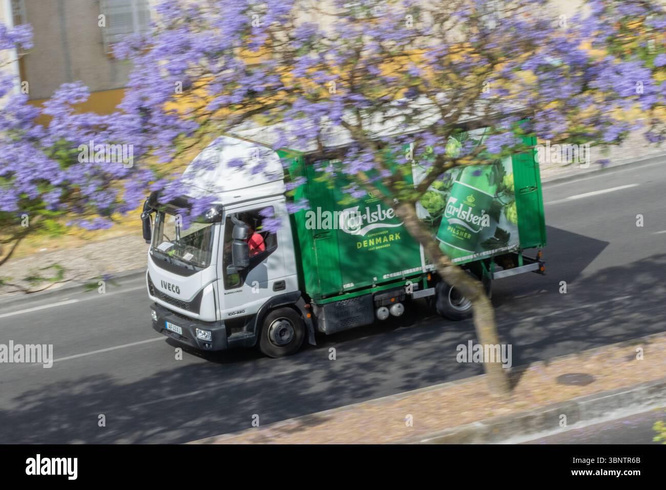 Iveco Truck mit carlsberg Werbung fährt auf der Straße unter blühendem Jacarandabaum Stockfoto