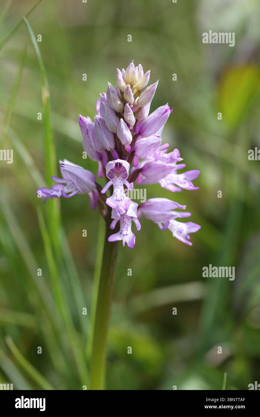 Militärische Orchidee - Orchis militaris Stockfoto