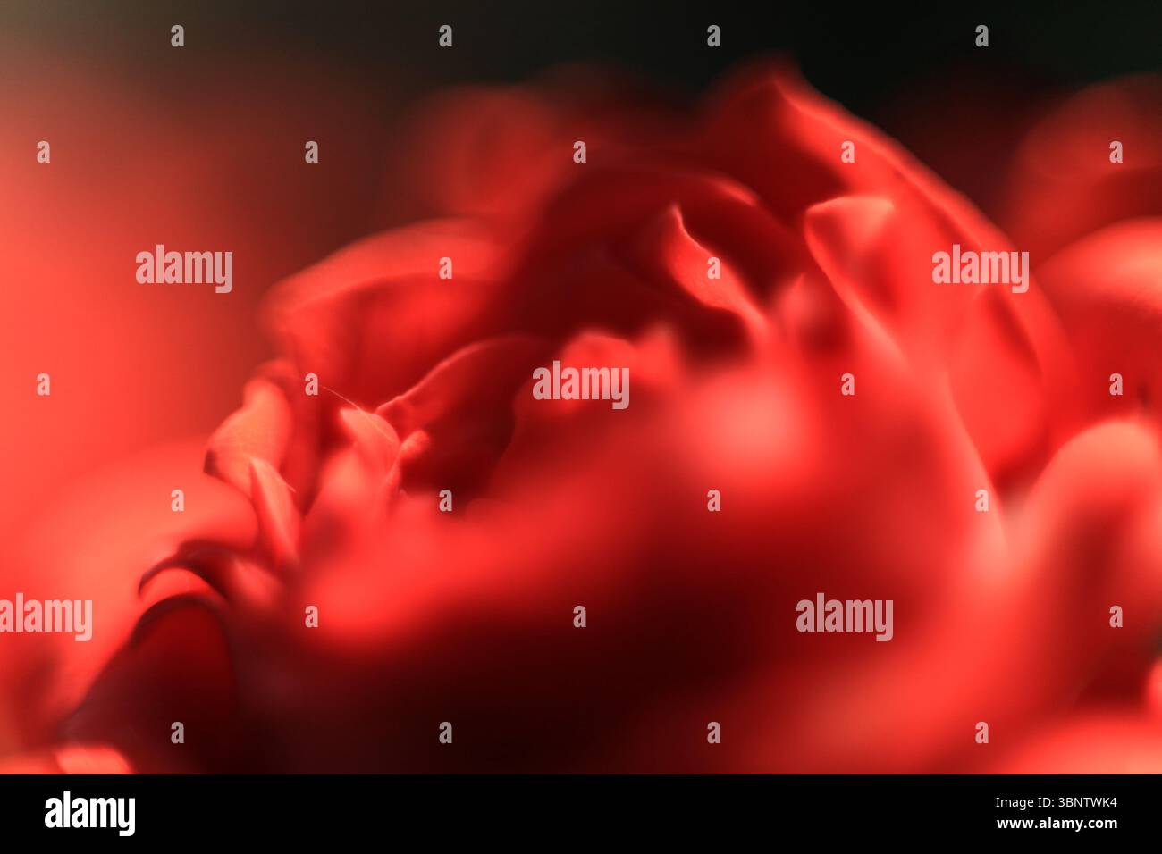 Nahaufnahme einer roten Rose im Weichfokus Stockfoto