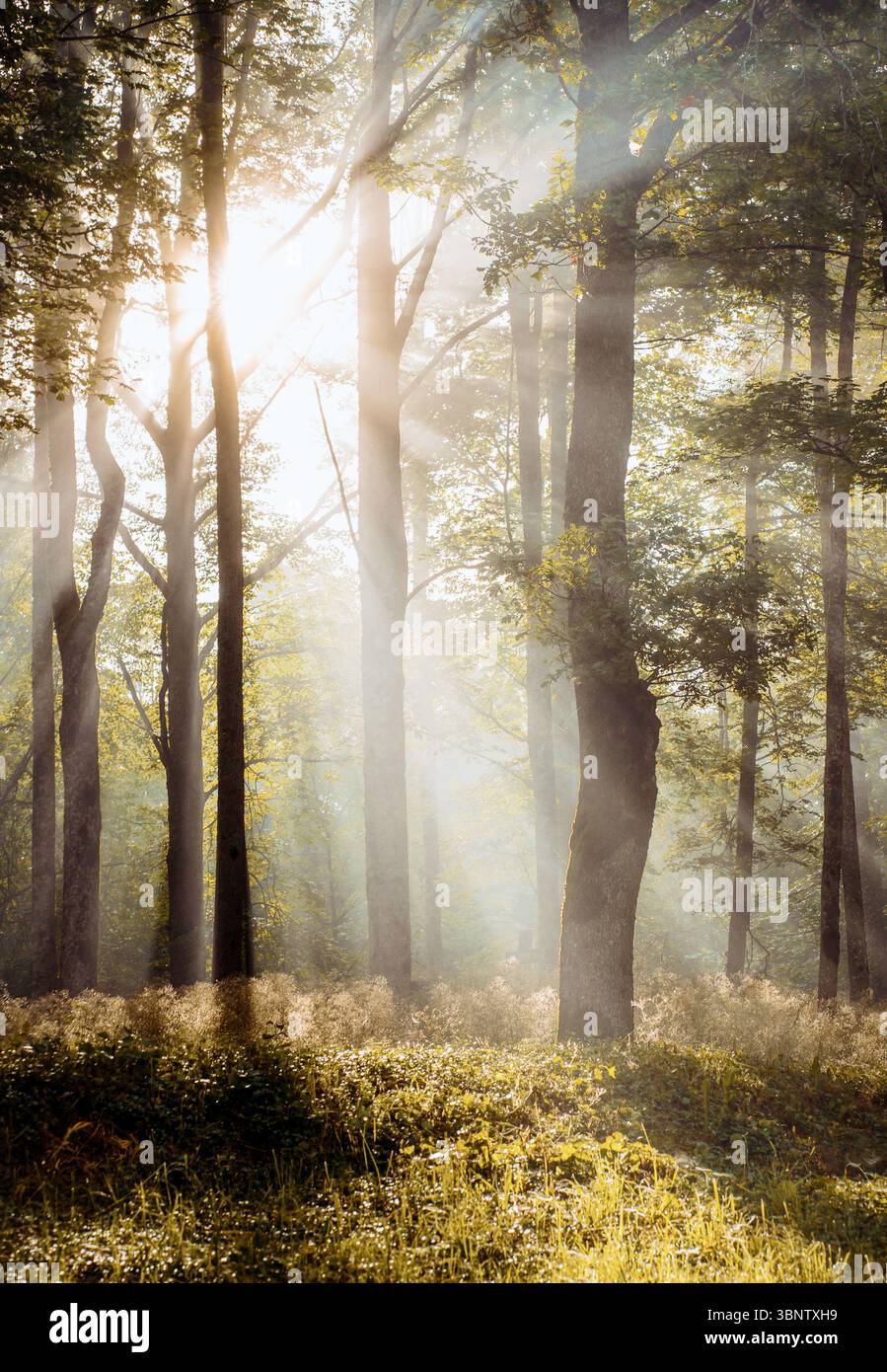 Sonnenlicht filtert am frühen Morgen durch Waldbäume und erzeugt Lichtstrahlen Stockfoto
