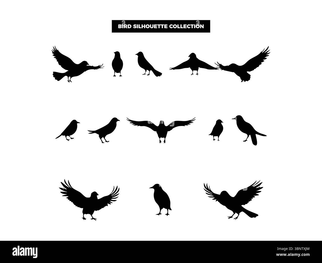 Hochwertige Vektor-Vogel-Silhouetten in verschiedenen Posen, fliegen, ruhen und hocken. Ideal für Logos, T-Shirts, Poster und Design-Projekte mit Naturmotiven Stock Vektor