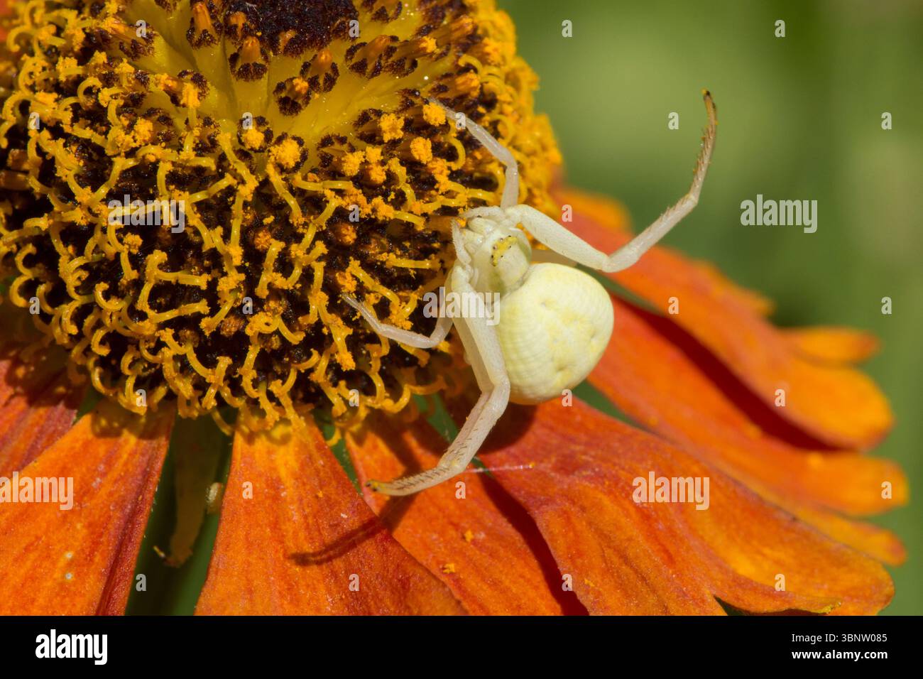 Crab Spider, Misumena vatia, Blumenkrabbenspinne, auf Helenium Gartenblume wartet auf Beute, Sussex, UK Juli Stockfoto