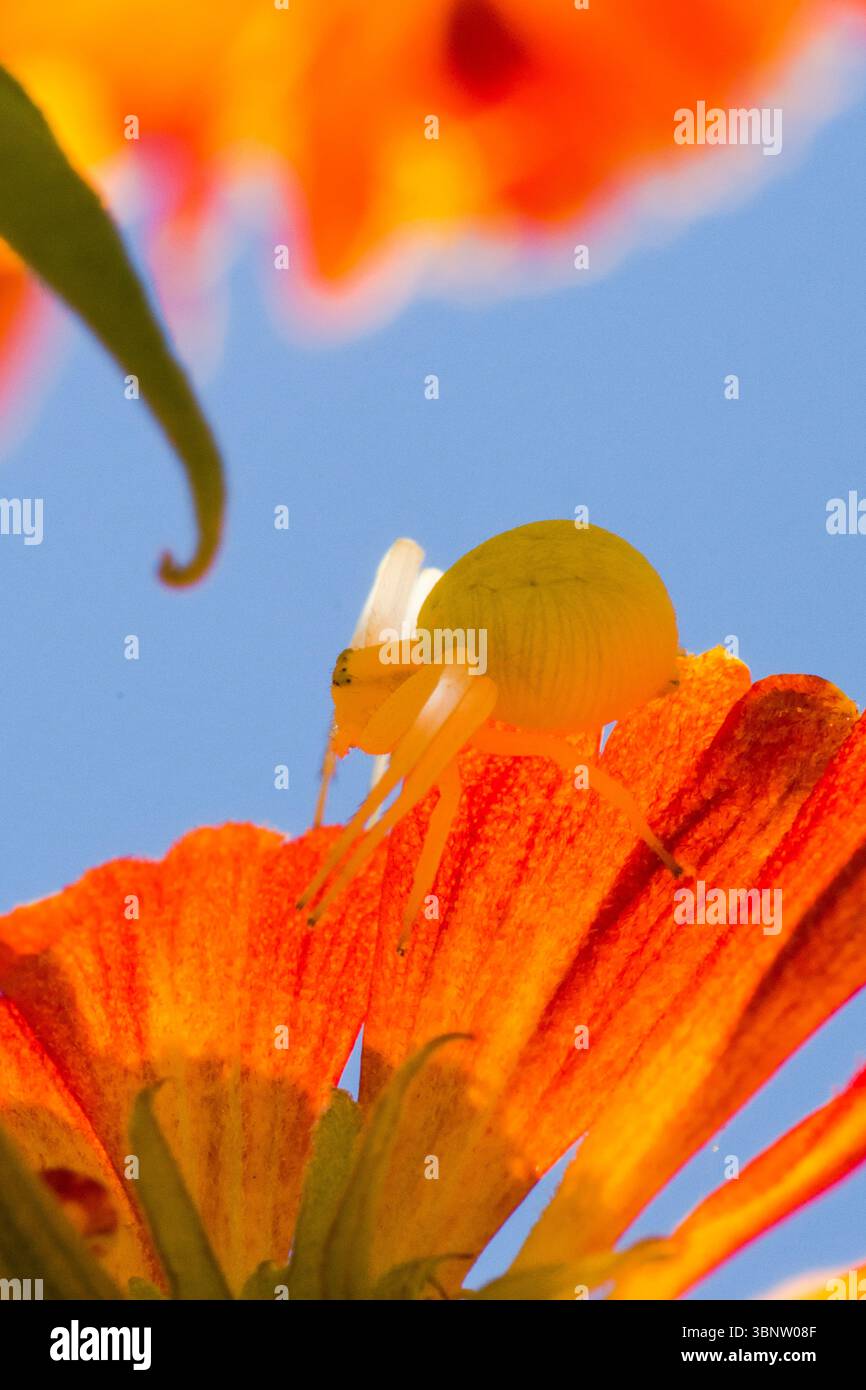 Krabbenspinne, Misumena vatia, Blumenkrabbenspinne, auf Helenium Gartenblume, blauer Himmel, Raubtier, Sussex, UK Juli Stockfoto