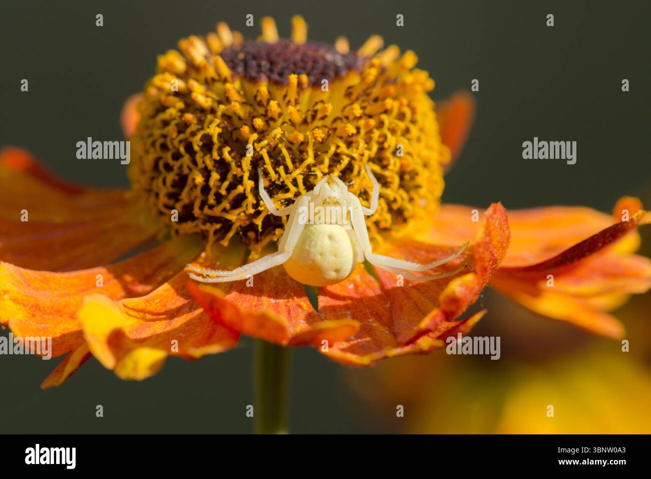 Crab Spider, Misumena vatia, Blumenkrabbenspinne, auf Helenium Gartenblume wartet auf Beute, Sussex, UK Juli Stockfoto