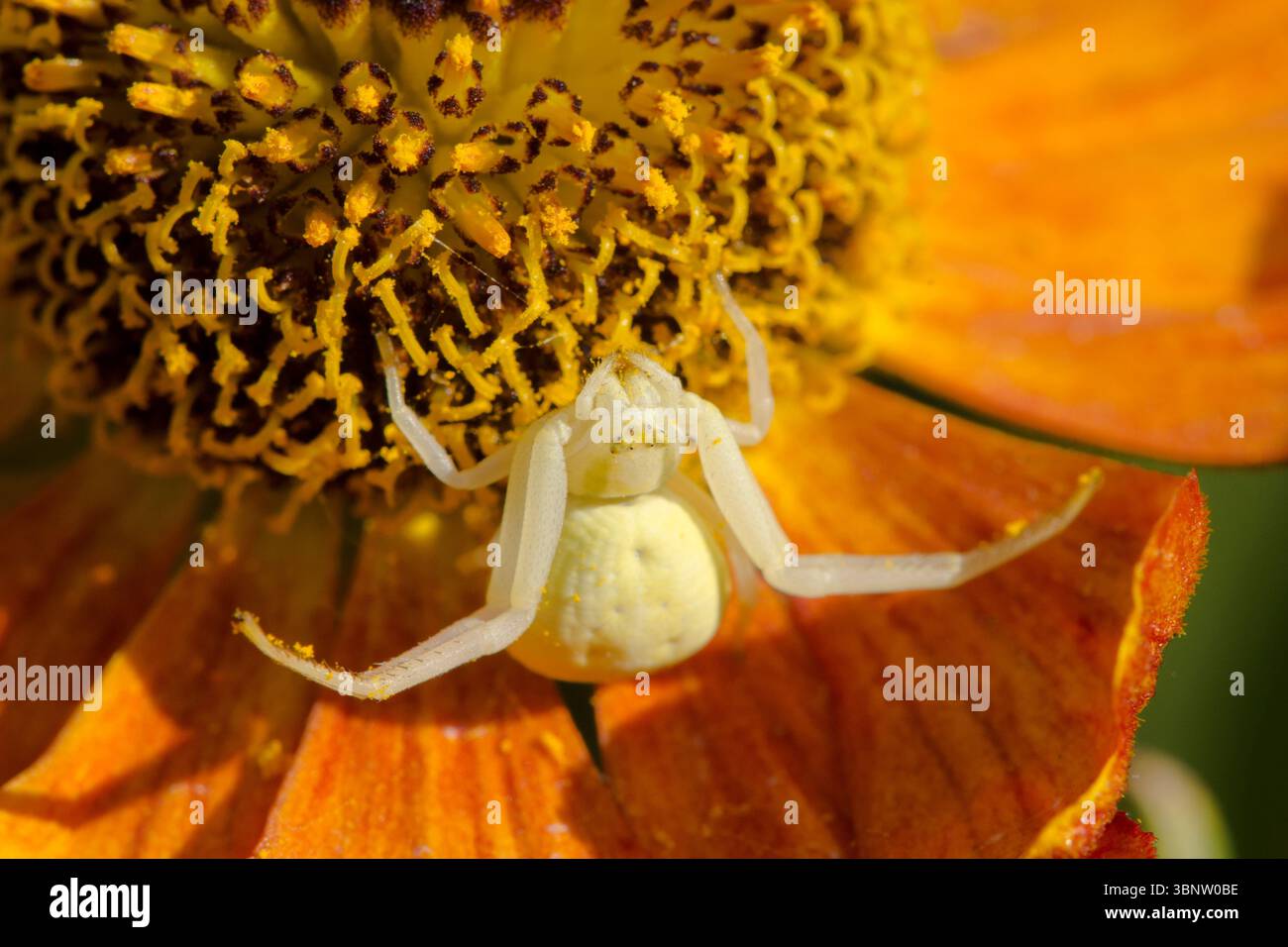 Crab Spider, Misumena vatia, Blumenkrabbenspinne, auf Helenium Gartenblume wartet auf Beute, Sussex, UK Juli Stockfoto