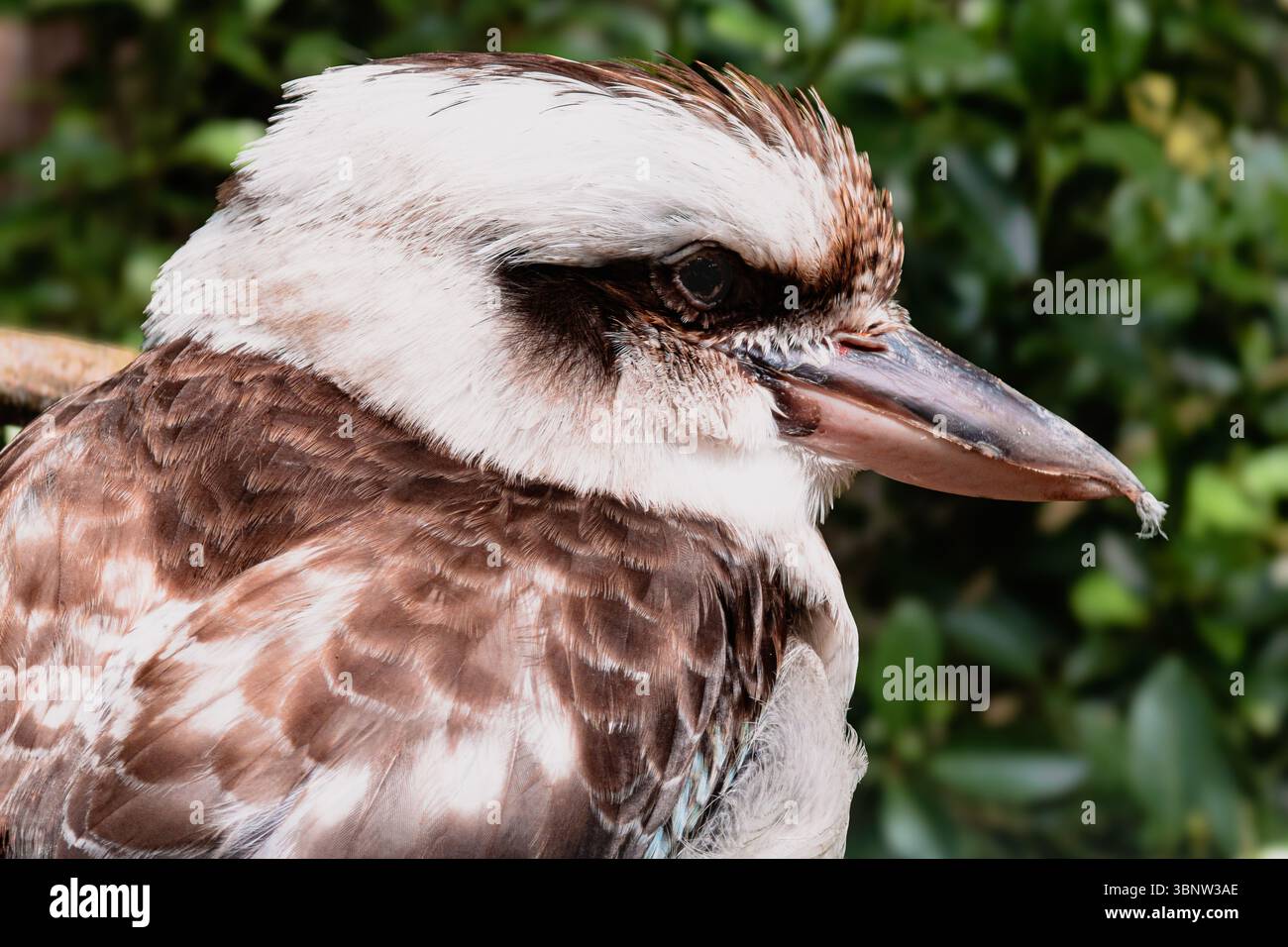 Porträt eines Kookaburra. Eisvogel. Nahaufnahme. - Smartphone-aufgenommenes Stockfoto