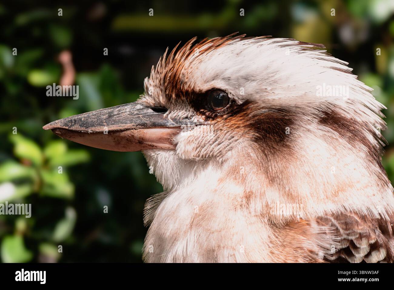 Porträt eines Kookaburra. Eisvogel. Nahaufnahme. - Smartphone-aufgenommenes Stockfoto