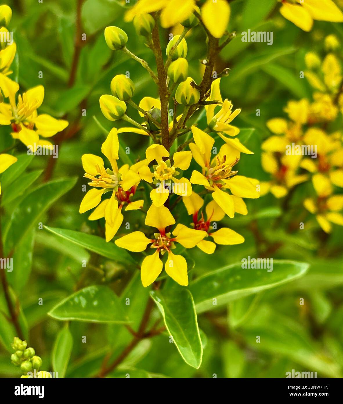 Leuchtend gelbe Thryallis Blumen blühen in einem tropischen Garten, Nahaufnahme mit einem üppigen grünen Hintergrund - Smartphone-aufgenommenes Stockfoto