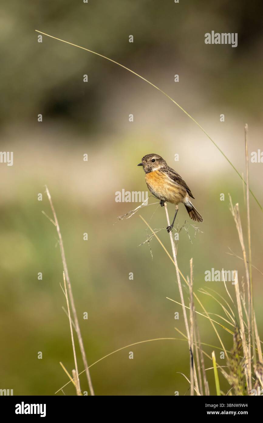 Mallorca, Balearen, Spanien, Europa, 2025 Stockfoto