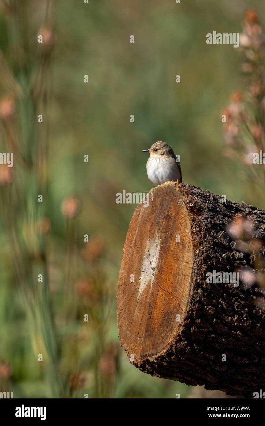 Gefleckter Fliegenfänger, Muscicapa striata, auf einem gefällten Baumstamm. Cuber Reservoir, Mallorca, Balearen, Spanien, Europa, 2025 Stockfoto