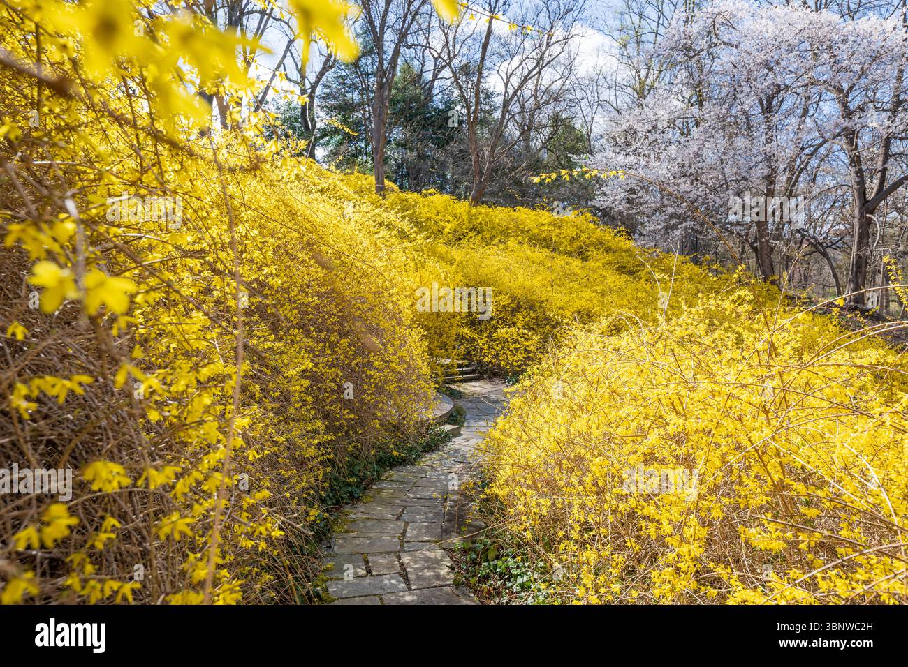 Frühlingsblumen blühen bei Dumbarton Oaks in Georgetown, Washington, D.C. Stockfoto