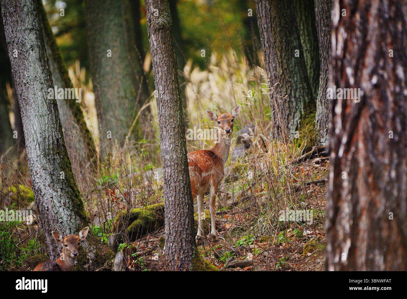 Damhirsch steht still und sucht im ruhigen Waldwald in Grass Stockfoto