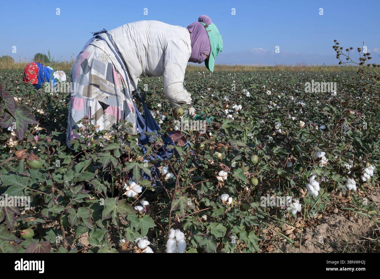 KIRGISISTAN, Bazar-Korgon bei Jalalabad, Landwirtschafts- und Dienstleistungsgenossenschaft ACSC Bio-Farmer, Projekt Bio- und Fairtrade-Baumwollfarm, Frauen bei Ernte / KIRGISTAN, Bazar Korgon, Projekt Fairtrade und Bio-Baumwolle Anbau ACSC Bio-Farmer, Frauen bei Ernte Stockfoto