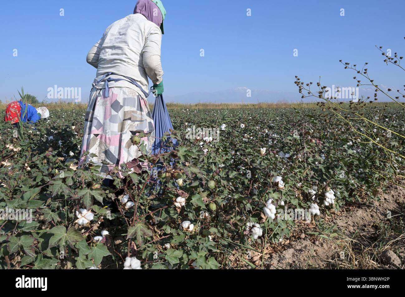 KIRGISISTAN, Bazar-Korgon bei Jalalabad, Landwirtschafts- und Dienstleistungsgenossenschaft ACSC Bio-Farmer, Projekt Bio- und Fairtrade-Baumwollfarm, Frauen bei Ernte / KIRGISTAN, Bazar Korgon, Projekt Fairtrade und Bio-Baumwolle Anbau ACSC Bio-Farmer, Frauen bei Ernte Stockfoto