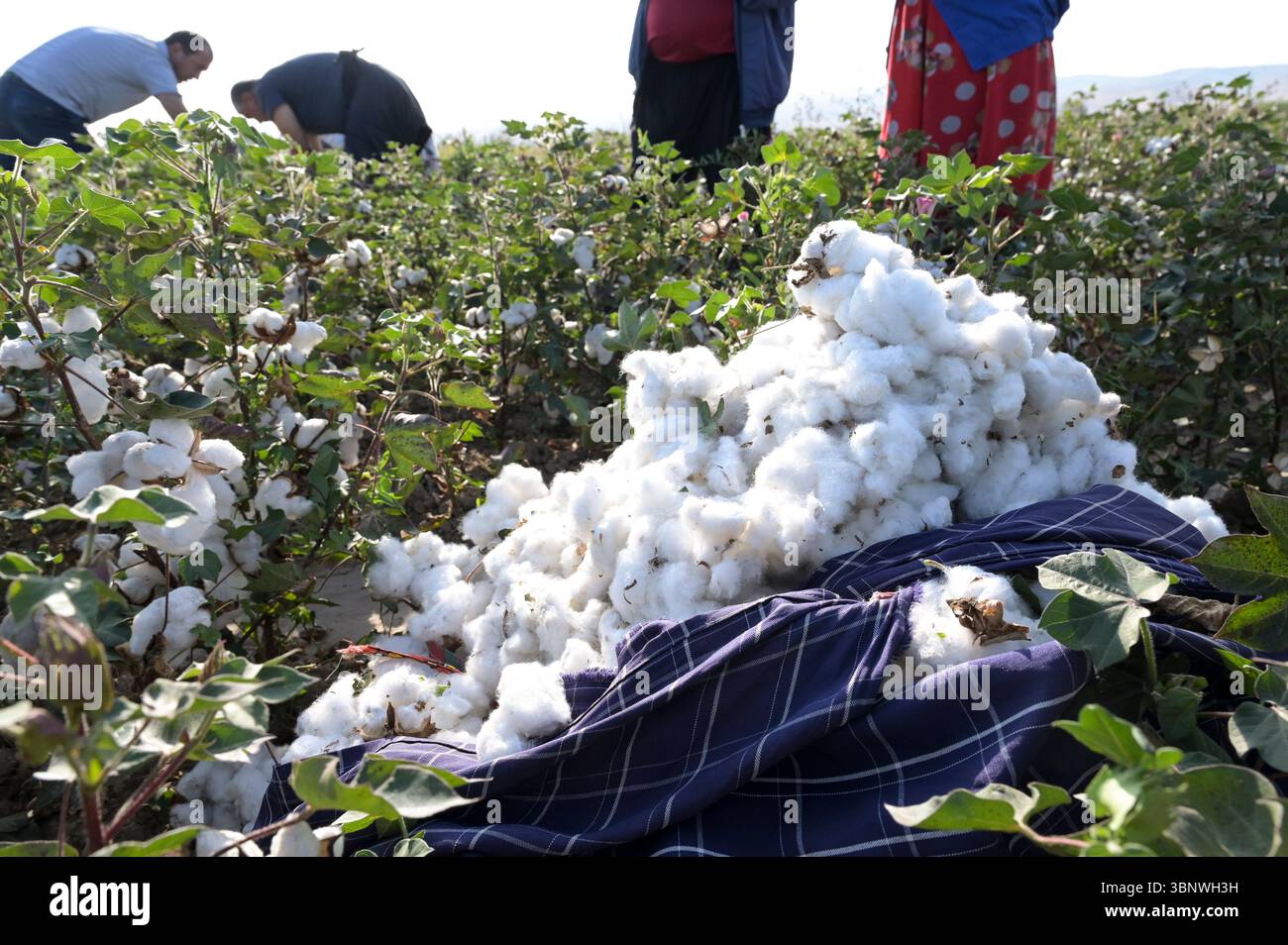 KIRGISISTAN, Bazar-Korgon bei Jalalabad, Landwirtschafts- und Dienstleistungsgenossenschaft ACSC Bio-Farmer, Projekt Bio- und Fairtrade-Baumwollfarm, Frauen bei Ernte / KIRGISTAN, Bazar Korgon, Projekt Fairtrade und Bio-Baumwolle Anbau ACSC Bio-Farmer, Frauen bei Ernte Stockfoto