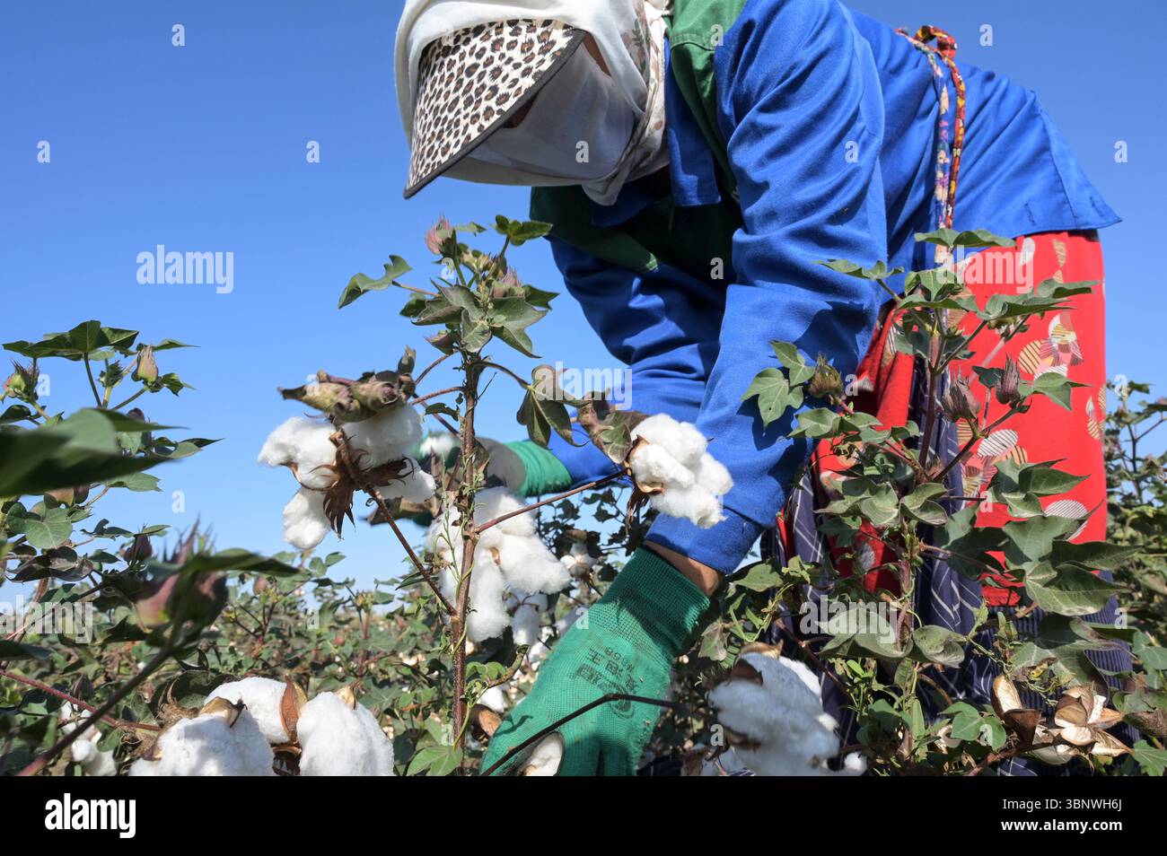 KIRGISISTAN, Bazar-Korgon bei Jalalabad, Landwirtschafts- und Dienstleistungsgenossenschaft ACSC Bio-Farmer, Projekt Bio- und Fairtrade-Baumwollfarm, Frauen bei Ernte / KIRGISTAN, Bazar Korgon, Projekt Fairtrade und Bio-Baumwolle Anbau ACSC Bio-Farmer, Frauen bei Ernte Stockfoto