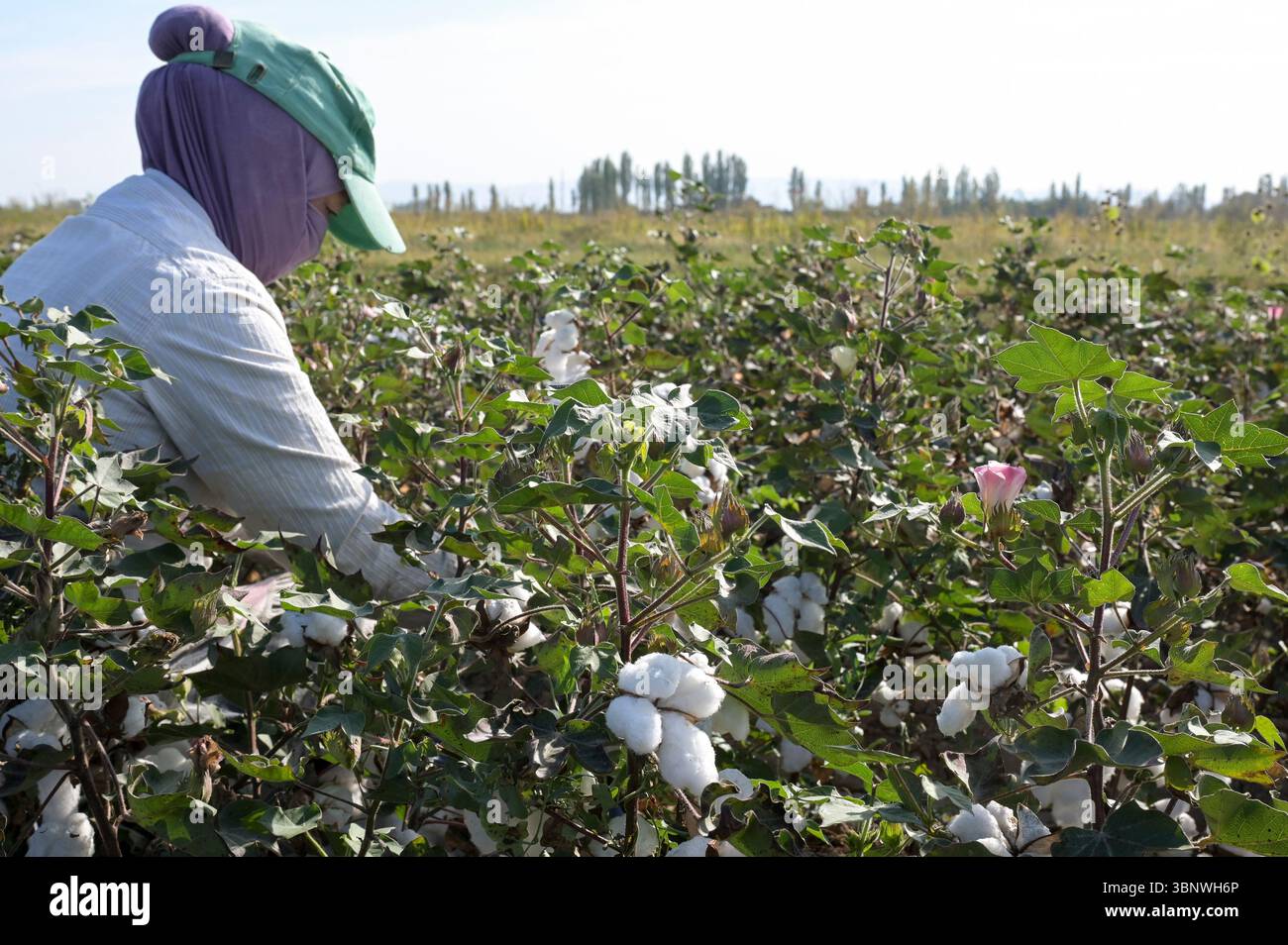 KIRGISISTAN, Bazar-Korgon bei Jalalabad, Landwirtschafts- und Dienstleistungsgenossenschaft ACSC Bio-Farmer, Projekt Bio- und Fairtrade-Baumwollfarm, Frauen bei Ernte / KIRGISTAN, Bazar Korgon, Projekt Fairtrade und Bio-Baumwolle Anbau ACSC Bio-Farmer, Frauen bei Ernte Stockfoto