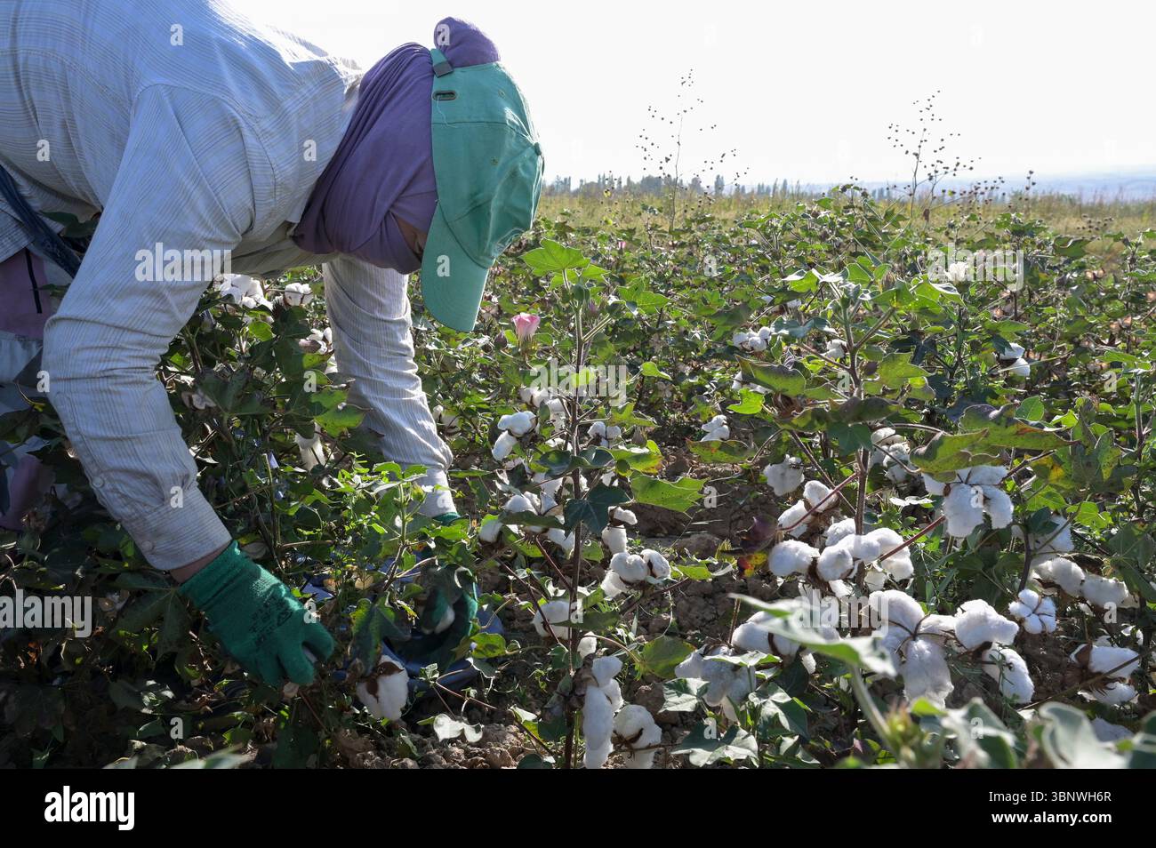 KIRGISISTAN, Bazar-Korgon bei Jalalabad, Landwirtschafts- und Dienstleistungsgenossenschaft ACSC Bio-Farmer, Projekt Bio- und Fairtrade-Baumwollfarm, Frauen bei Ernte / KIRGISTAN, Bazar Korgon, Projekt Fairtrade und Bio-Baumwolle Anbau ACSC Bio-Farmer, Frauen bei Ernte Stockfoto
