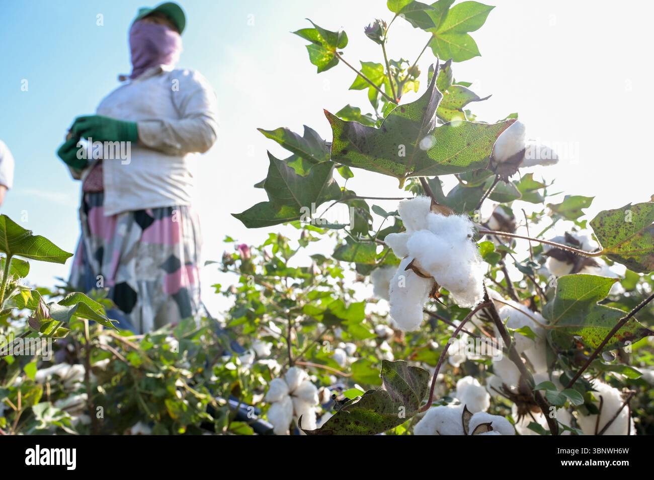 KIRGISISTAN, Bazar-Korgon bei Jalalabad, Landwirtschafts- und Dienstleistungsgenossenschaft ACSC Bio-Farmer, Projekt Bio- und Fairtrade-Baumwollfarm, Frauen bei Ernte / KIRGISTAN, Bazar Korgon, Projekt Fairtrade und Bio-Baumwolle Anbau ACSC Bio-Farmer, Frauen bei Ernte Stockfoto