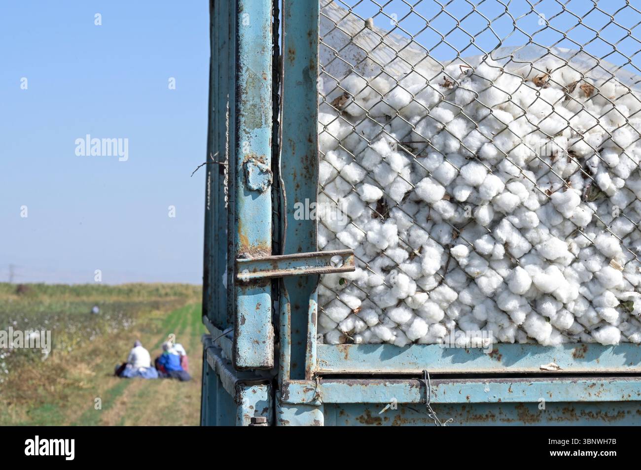 KIRGISISTAN, Bazar-Korgon bei Jalalabad, Landwirtschafts- und Dienstleistungsgenossenschaft ACSC Bio-Farmer, Projekt Bio- und Fairtrade-Baumwollfarm, Frauen haben eine Pause bei der Ernte / KIRGISISTAN, Bazar Korgon, Projekt Fairtrade und Bio-Baumwolle Anbau ACSC Bio-Farmer, Frauen bei Mittagspause während Ernte Stockfoto