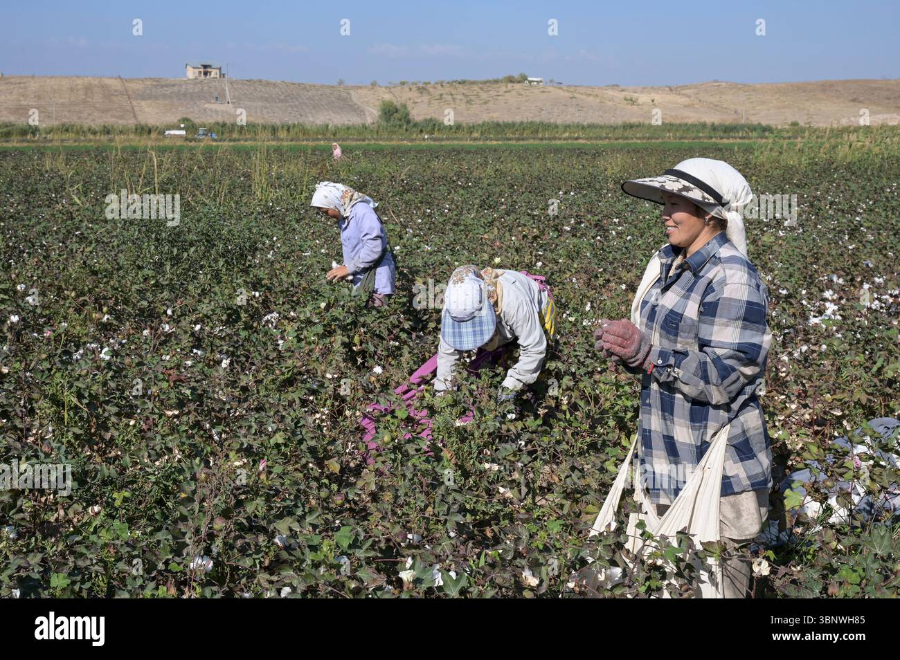 KIRGISISTAN, Bazar-Korgon bei Jalalabad, Landwirtschafts- und Dienstleistungsgenossenschaft ACSC Bio-Farmer, Projekt Bio- und Fairtrade-Baumwollfarm, Frauen bei Ernte / KIRGISTAN, Bazar Korgon, Projekt Fairtrade und Bio-Baumwolle Anbau ACSC Bio-Farmer, Frauen bei Ernte Stockfoto
