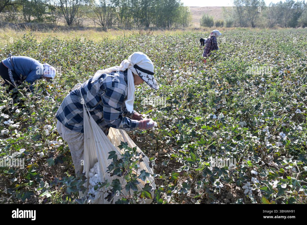 KIRGISISTAN, Bazar-Korgon bei Jalalabad, Landwirtschafts- und Dienstleistungsgenossenschaft ACSC Bio-Farmer, Projekt Bio- und Fairtrade-Baumwollfarm, Frauen bei Ernte / KIRGISTAN, Bazar Korgon, Projekt Fairtrade und Bio-Baumwolle Anbau ACSC Bio-Farmer, Frauen bei Ernte Stockfoto