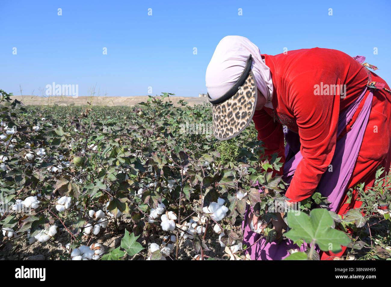 KIRGISISTAN, Bazar-Korgon bei Jalalabad, Landwirtschaftsgüter und Service Genossenschaft ACSC Bio-Farmer, Projekt Bio- und Fairtrade-Baumwollfarm, Frauen bei Ernte, Elisa 23 Jahre alt / KIRGISTAN, Bazar Korgon, Projekt Fairtrade und Bio-Baumwolle Anbau ACSC Bio-Farmer, Frauen bei Ernte, Elisa 23 Jahre alt Stockfoto